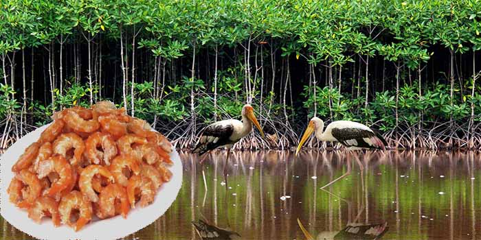 Tôm khô Cà Mau có thực sự ngon?