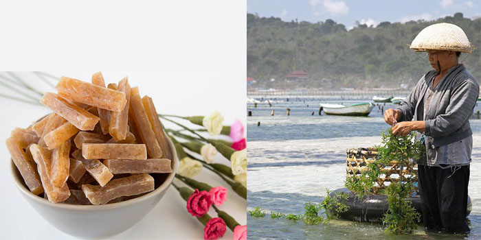 Rong sụn Ninh Thuận có gì đặc biệt?