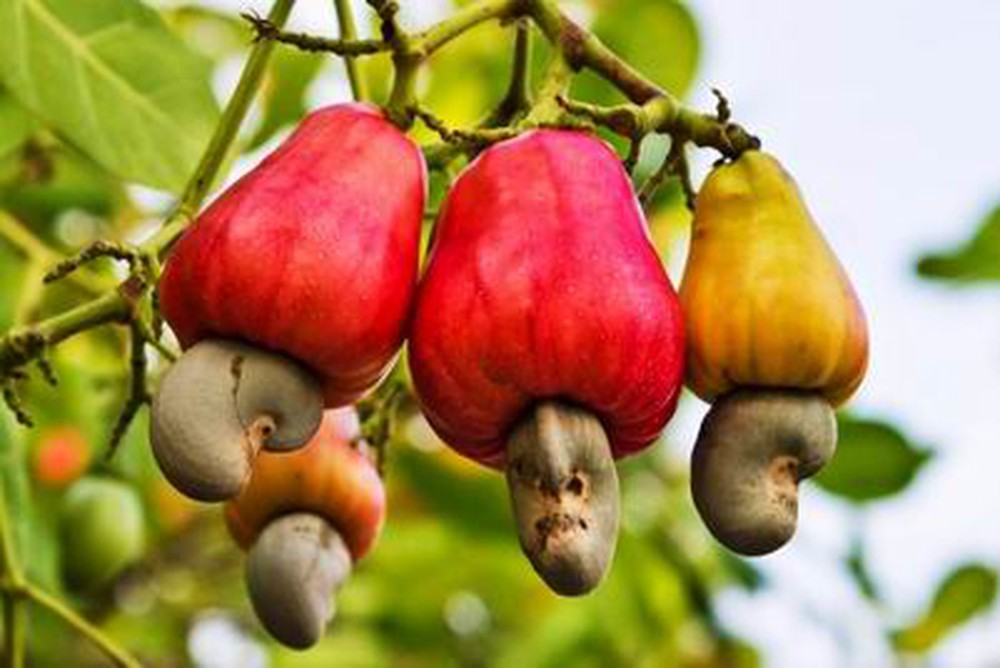 Bạn biết gì về hạt điều Việt Nam?