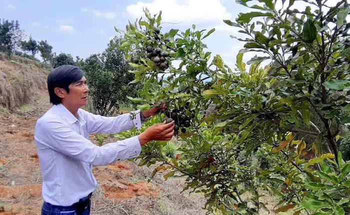 Mắc ca Đà Lạt "Made in Việt Nam", sánh vai cùng hàng ngoại