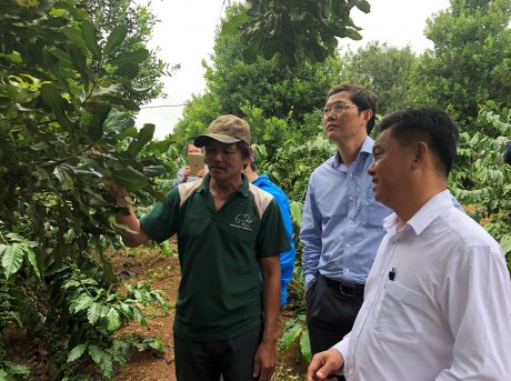 Mắc ca Việt Nam - tiềm năng phát triển ở Tây Nguyên và Tây Bắc