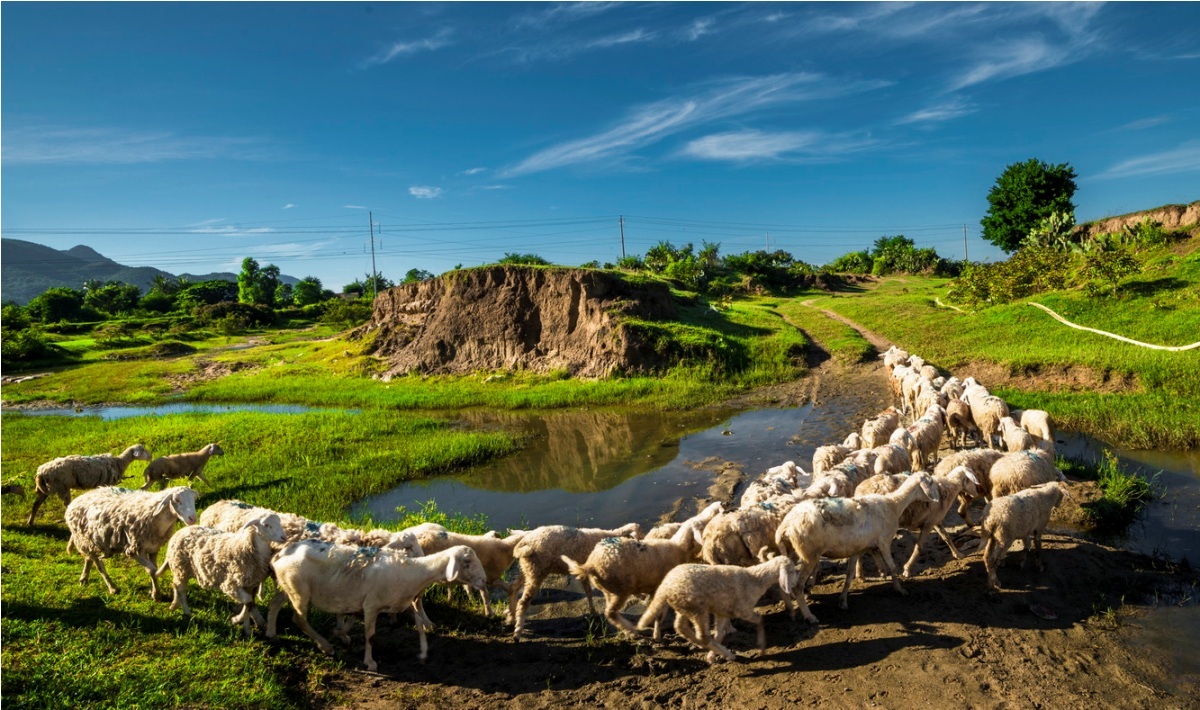 Cuộc sống của những chú cừu ở Ninh Thuận